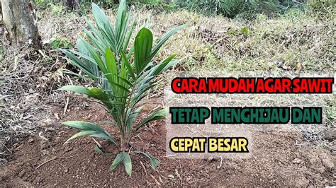 Cara Agar Kelapa Sawit Baru Tanam Tetap Menghijau Dan Cepat Besar Youtube