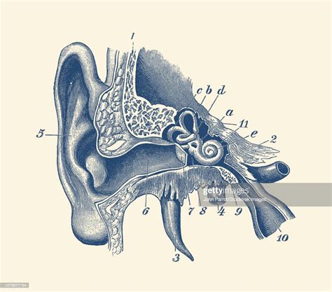 Vintage Anatomy Print Showing A Diagram Of The Inner Ear High Res Vector Graphic Getty Images