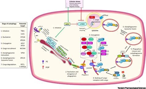 Recent Advances In Targeting Autophagy In Cancer Trends In