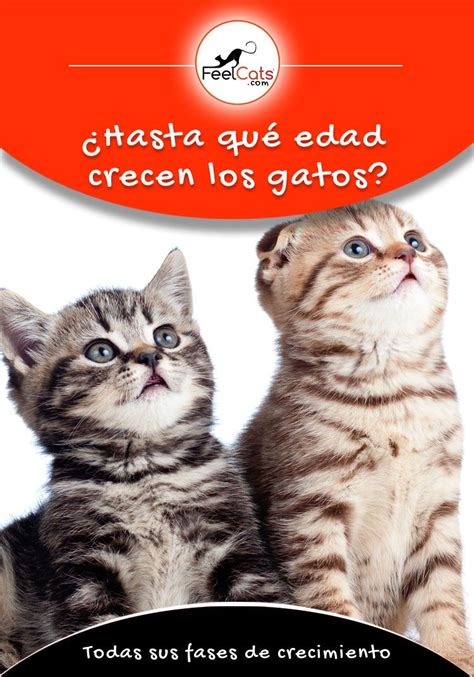 ¿hasta Qué Edad Crecen Los Gatos Machos Hembras Razas Feelcats Gatos Mundo Gato Gatos