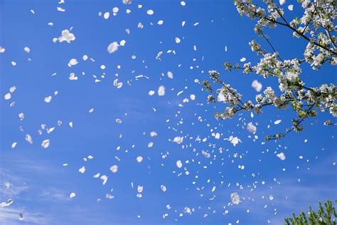 Apfelbaum Bl Tenbl Tter Fliegen Sanft Im Bild Kaufen