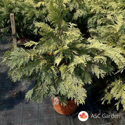 Chamaecyparis Lawsoniana Globosa Gold Rasadnik četinara