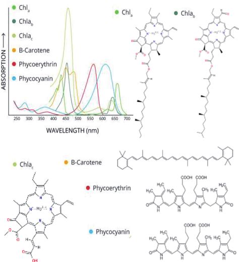 Optical Absorption Spectra Of Photosynthetic Pigments Adapted From