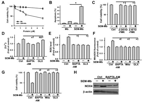 Carboxyl Group Modified Myoglobin Induces Tnf α Mediated Apoptosis In Leukemia Cells