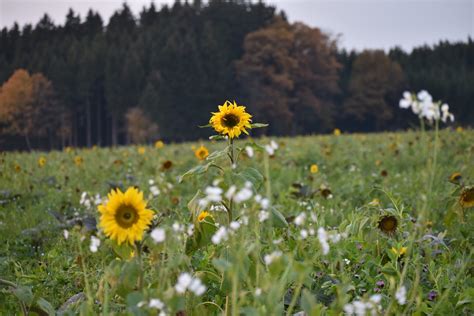 Gartenreise Obst Und Gartenbauverein Ingerkingen E V