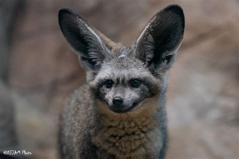 Bat-eared Fox - Cincinnati Zoo & Botanical Garden