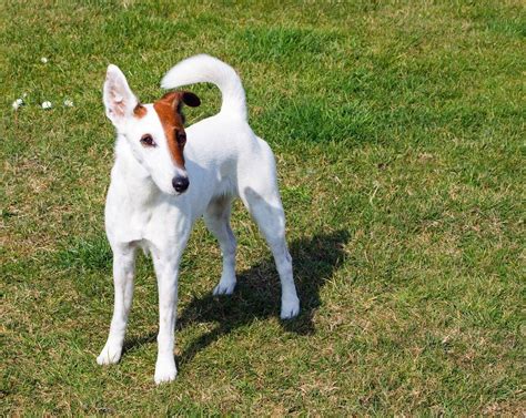 Smooth Fox Terrier Breed Information And Facts Article Insider