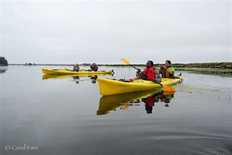 Kayaking Elkhorn Slough May 2015 | Carol Irwin