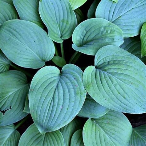 Blue Perfection K And K Gardens
