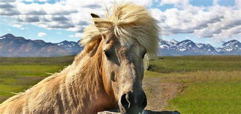 Taking on the Tolt on an Icelandic Horse