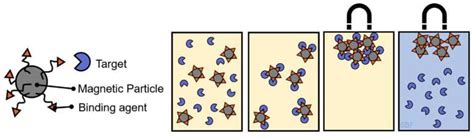 Magnetic Separation 42 Bio