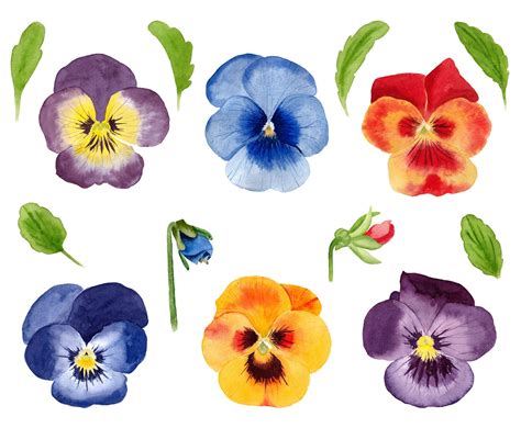 Pansy Watercolor Clipart Floral Clipart Pansy Clip Art Etsy