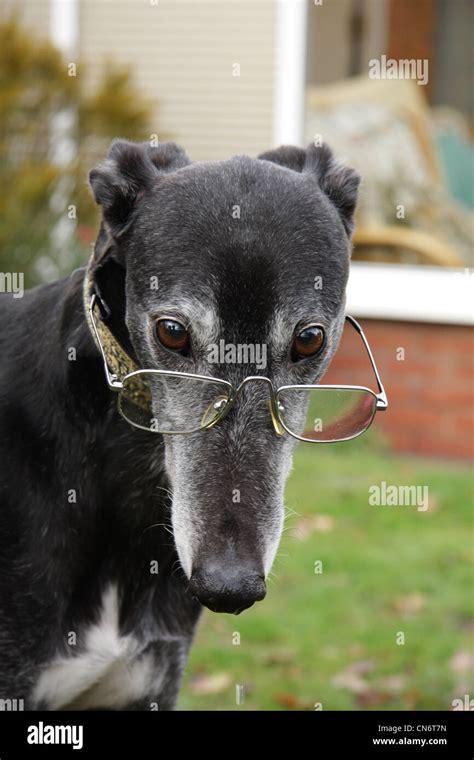 Black Greyhound Wearing Glasses Stock Photo Royalty Free Image