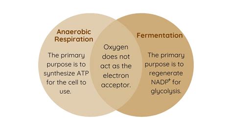 Use A Venn Diagram To Compare And Contrast Anaerobic Respira Quizlet