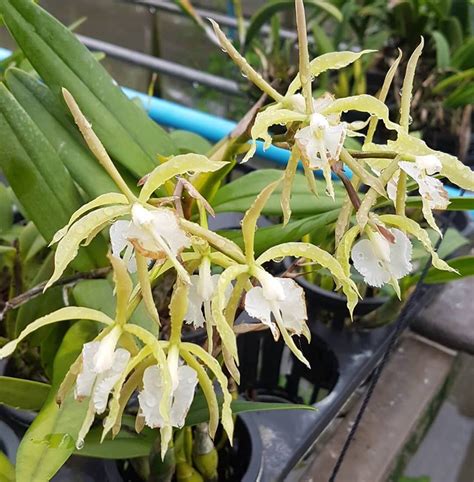 Epidendrum ciliare hybrid Орхидеи