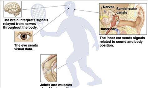 What Causes Dizziness An Overview Of Common Balance Disorders Daily Ft