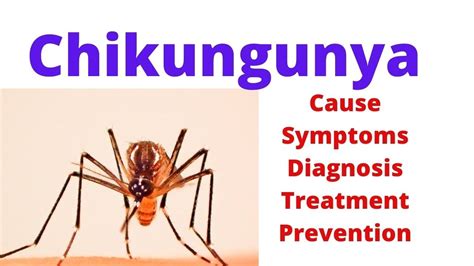 Chikungunya Chikungunya Symptoms Chikungunya Treatment Chikungunya