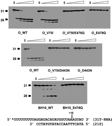 Rnase H Activity Of Wt And Mutant Rts Cleavage Of A 32 P Rnadna