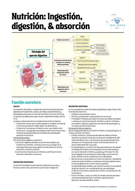 Ingesti N Digesti N Y Absorci N Med Docz Udocz