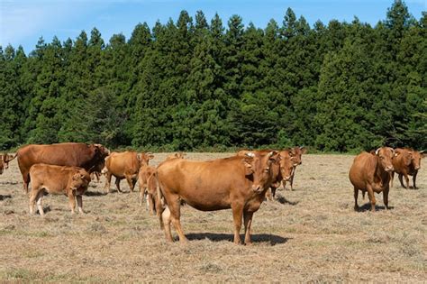 Vacas Pastando En Un Campo Bajo Un Cielo Azul Foto Premium