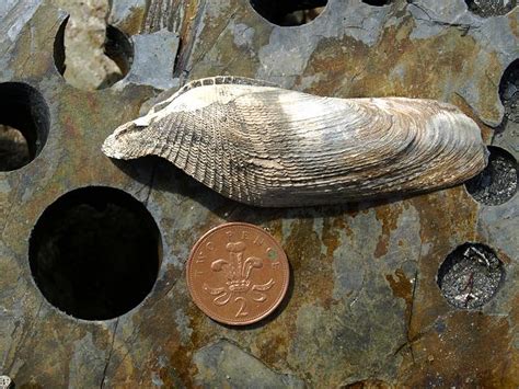 Pholas Dactylus Linnaeus 1758 Common Piddock Marine Bivalve Images