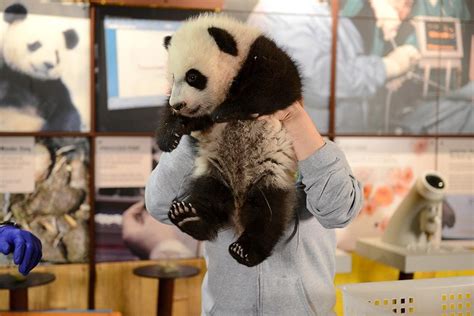 Photos and Videos of the National Zoo's Panda Cub Making a Visit to the ...