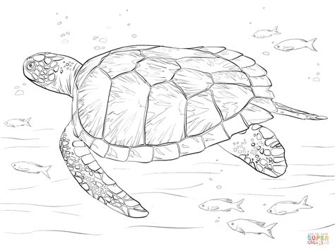 Realistic Sea Turtle Coloring Pages - coloring pages