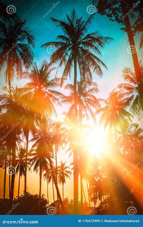 Silhouette Coconut Palm Trees On Beach At Sunset Vintage Tone Stock