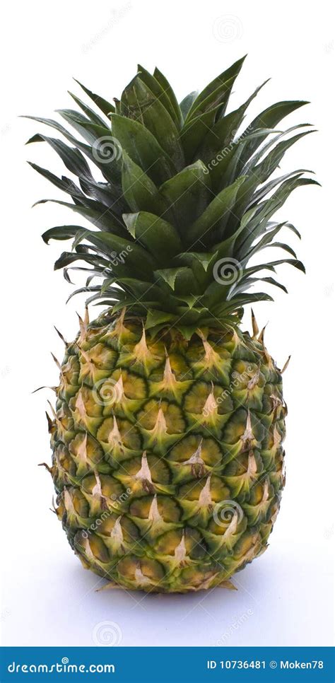 Single Isolated Pineapple Stock Image Image Of Isolated