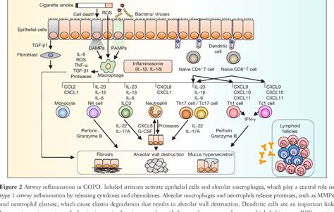 Figure 2 From Pathogenesis Of Chronic Obstructive Pulmonary Disease