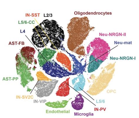 Single-cell study identifies brain cell types linked to autism - Autism ...