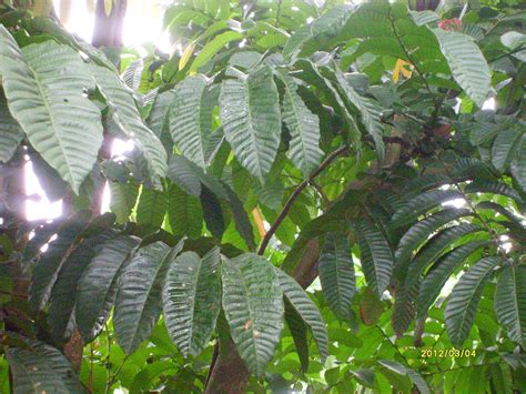 Matoa Fruit