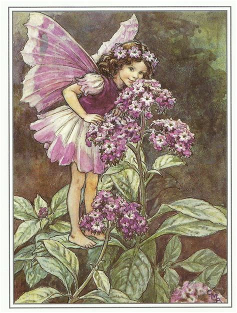 Heliotrope Fairy Cicely Mary Barker Flower Fairies Vintage Etsy