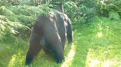 Bear Naked Sex Youtube