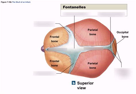 Infant Skull Sutures Fontanelles Diagram Quizlet