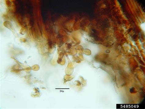 Brown Rust Puccinia Melanocephala