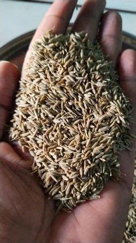 Raw Grade Brown Cumin Seed Jeera At Rs Kg In Barmer Id