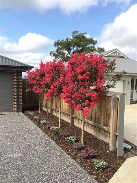 There Are 70 Stunning Landscaping Ideas That Feature Crepe Myrtles