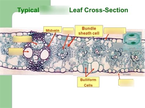 Monocot Leaf Diagram Quizlet