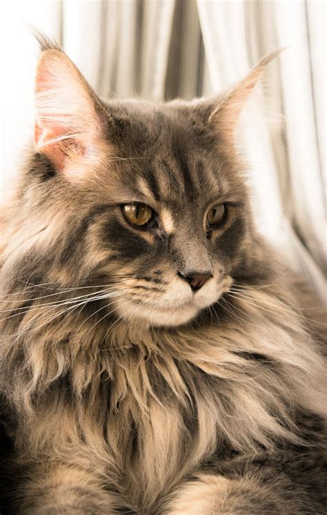 Pin On Maine Coon S World