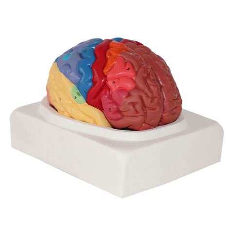 Buy Human Brain Anatomy Model Color Coded Partitioned Brain Parts