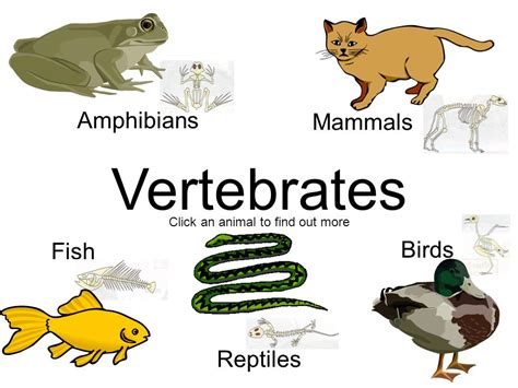 Vertebrates And Invertebrates Clipart