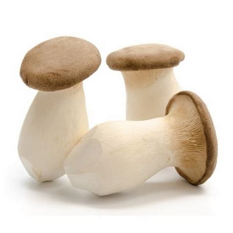 Jual Jamur Segar Mini King Oyster Mushrooms Pcs Shopee Indonesia