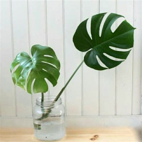 Jual Tanaman Hias Monstera Deliciosa Cuting Frees Bonggol Dengan Satu