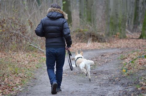 Warum L Uft Der Hund Weg Expertentipps Zu Hundeern Hrung Training