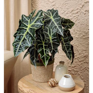 Jual Tanaman Hias Alocasia Amazonica Alocasia Amazon Bunga Hidup