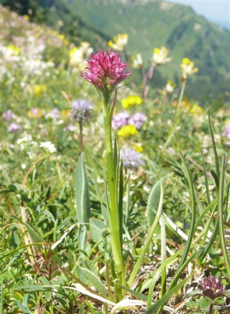 Rotes Kohlröschen Nigritella miniata Beschreibung Steckbrief Systematik