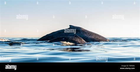 Back Of Humpback Whale Mother And Baby Cub Humpback Whale Swimming In