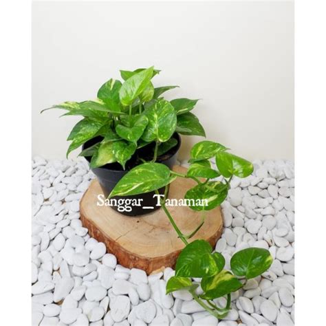 jual tanaman gantung sri gading tanaman sri gading jakarta utara