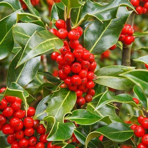 Buy English Holly Self Fertile Female Ilex Aquifolium J C Van Tol £62 99 Delivery By Crocus